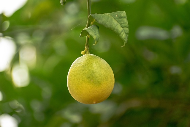 Den ultimative guide til dyrkning af citrontræer i dit eget hjem
