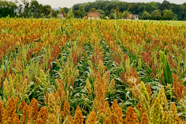 From Farm to Table: Exploring the Versatility of Sorghum in Modern Cuisine